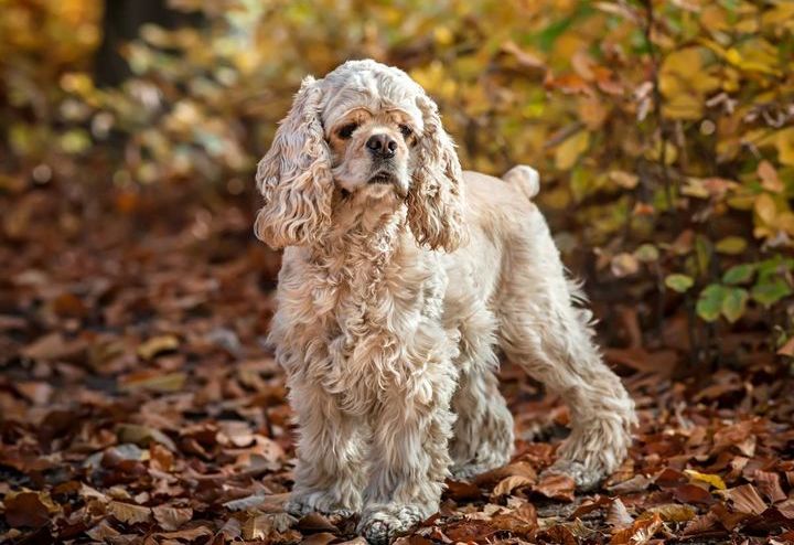 Cocker Spaniel américain