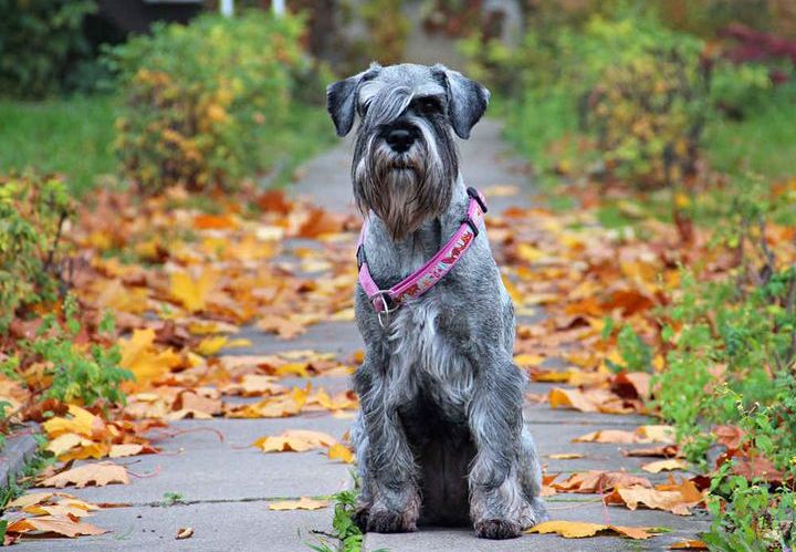 Schnauzer nain
