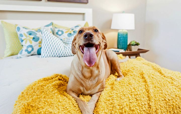 Chien dans l'appartement