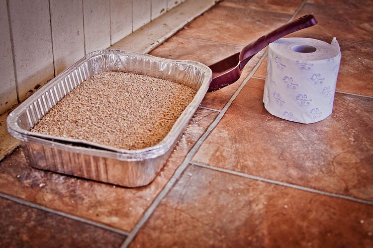 Toilettes pour chiens avec garniture