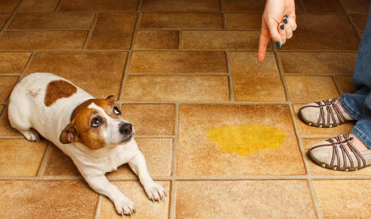Le chien a uriné dans l'appartement