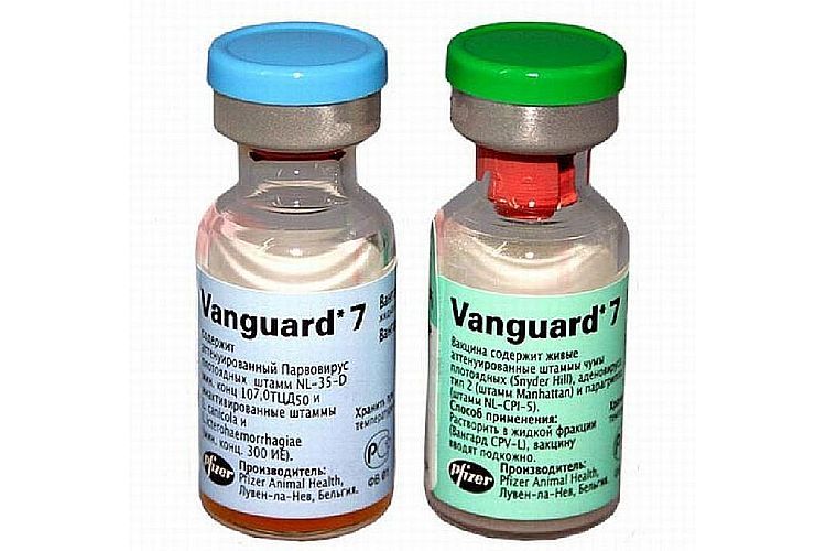 Vanguard 7 pour chiens