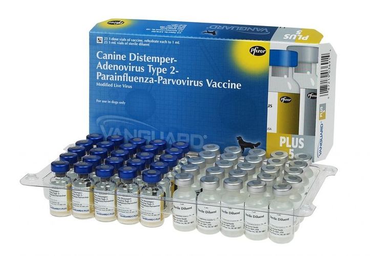 Vanguard 7 pour chiens