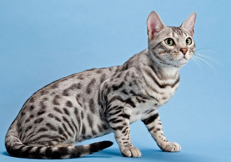 Chat du Bengale argenté