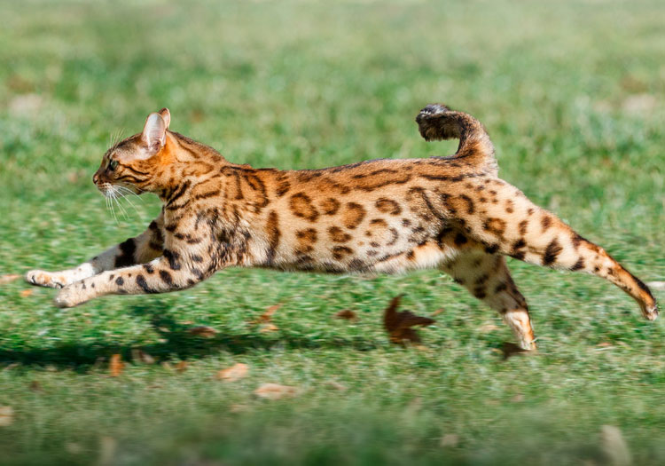 personnage de chat du Bengale