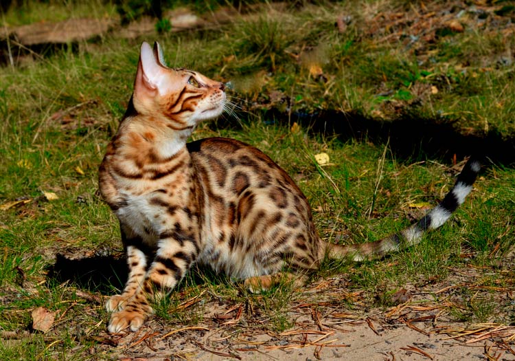 race de chat du Bengale