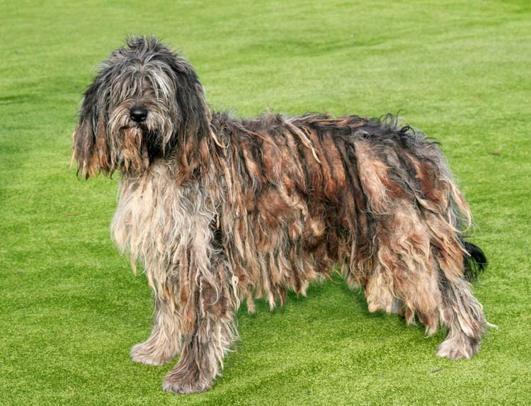 Comment prendre soin des dreadlocks d'un chien