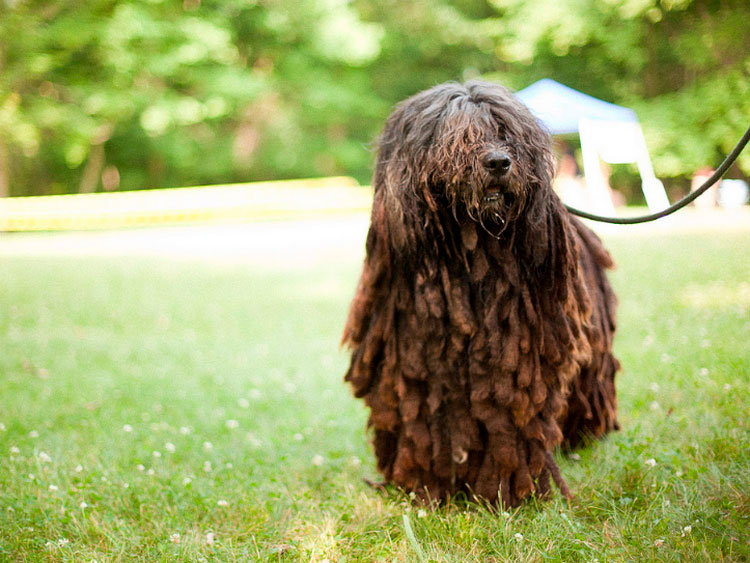 Bergamasco berger standard