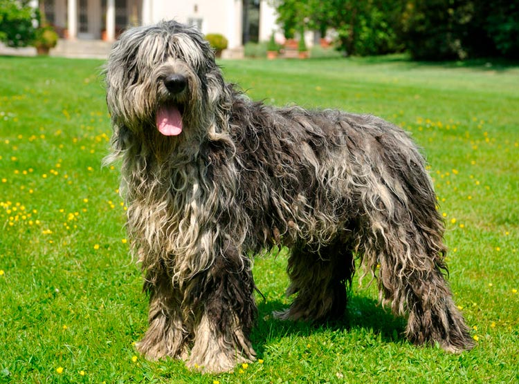 Berger de Bergame, 1 an et demi