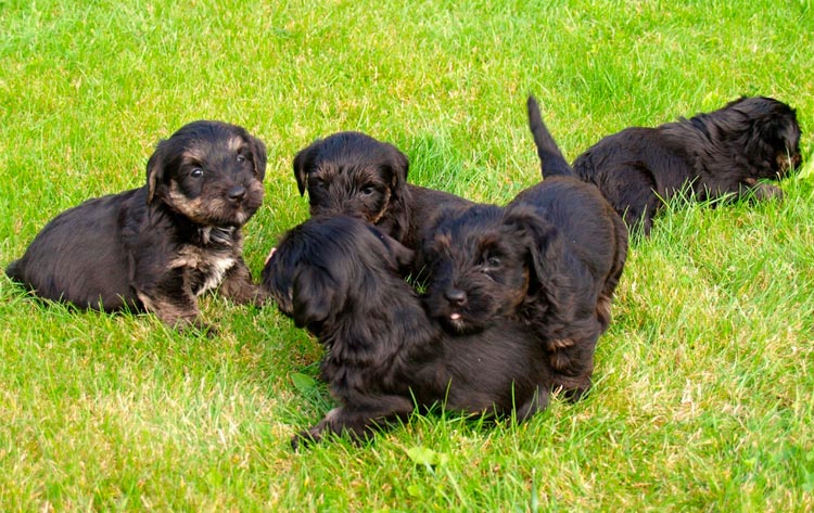 Chiots Terrier tchèque