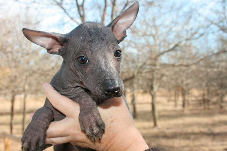 Chiot Chien nu péruvien