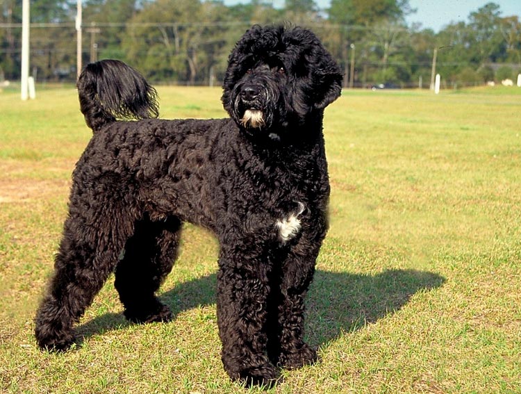 Chien d'eau portugais en action