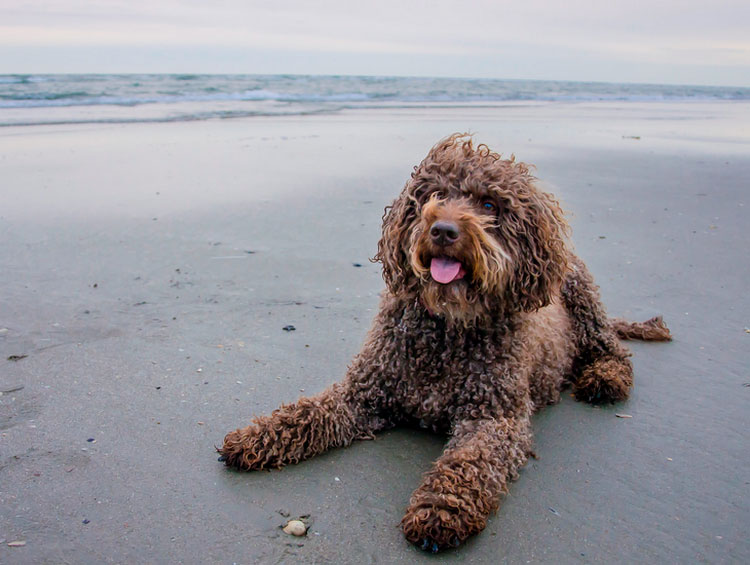 Personnalité du Chien d'eau portugais