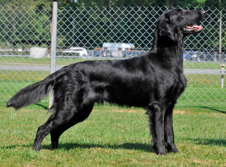Standard de la race Flat-Coated Retriever