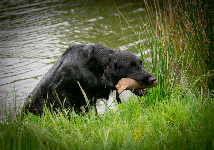 Un retriever à poil plat à la chasse