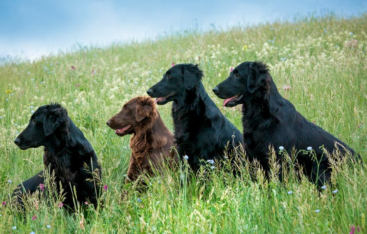 Retrievers à poil plat