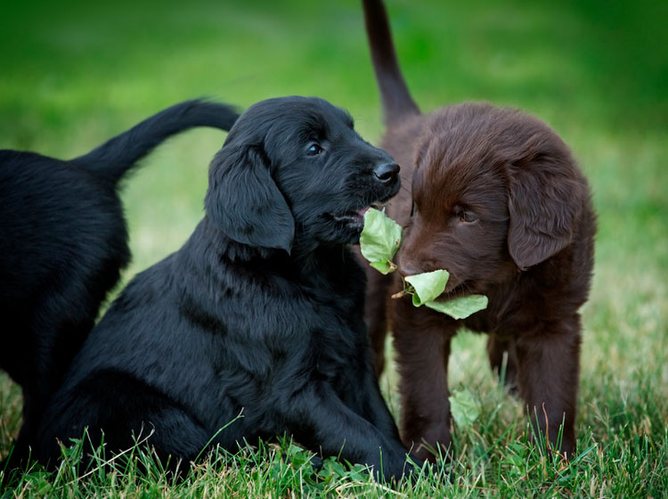 Combien coûte un Flat-Coated Retriever ?