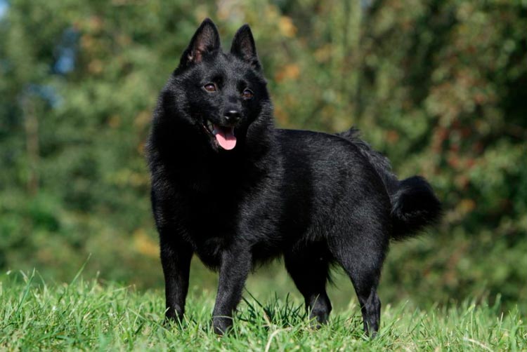 petit berger belge schipperke