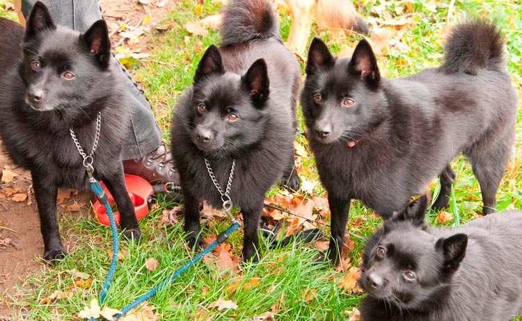 quatre Schipperkes
