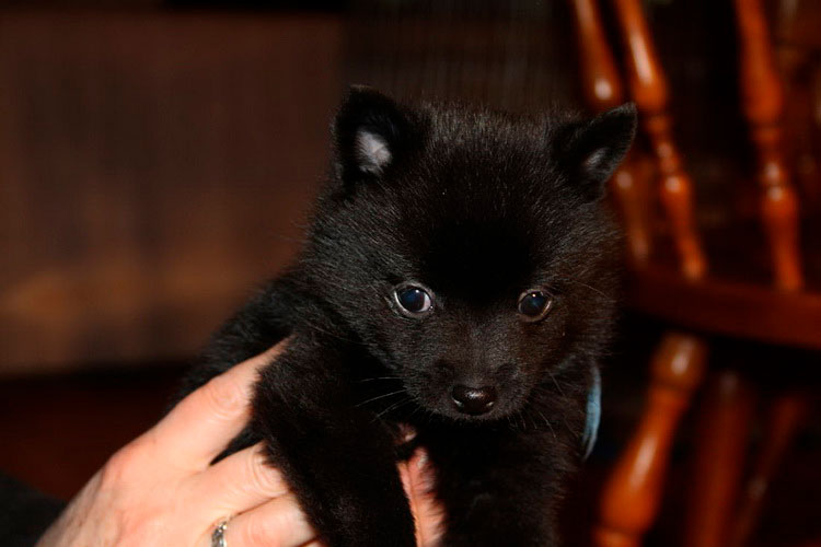 Combien coûte un Schipperke ?