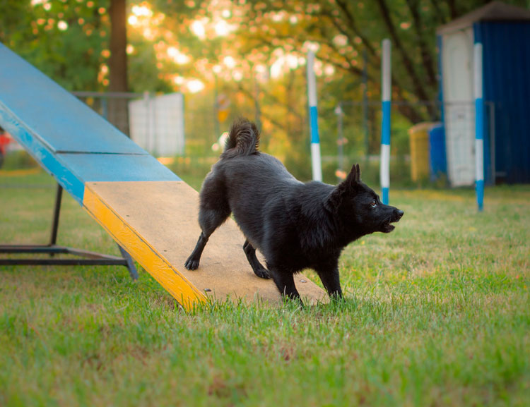 Schipperke sur l'agilité