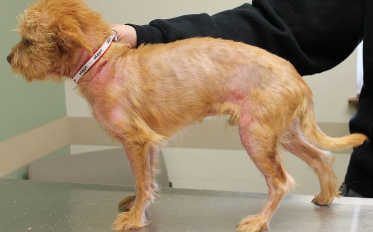 Dermatite atopique chez un chien