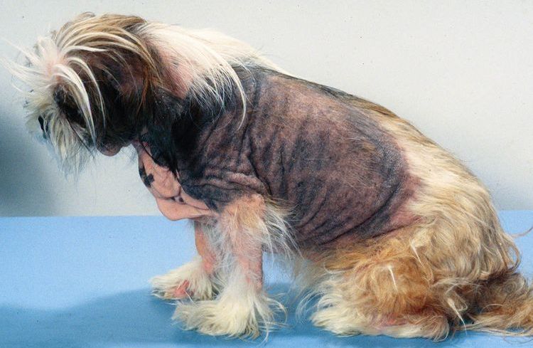 Dermatite atopique chez un chien