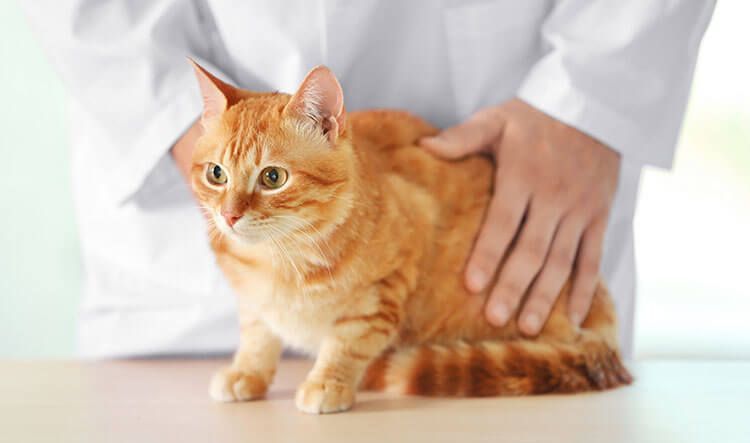 Examen d'un chat à l'hôpital