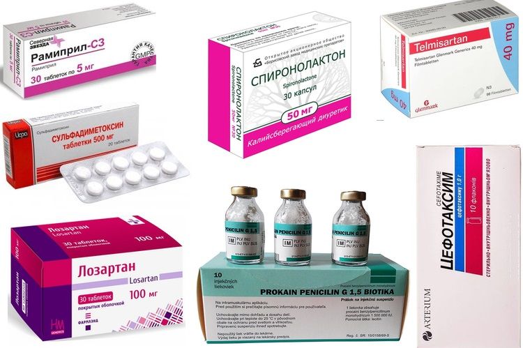 Médicaments pour traiter la présence de protéines dans les urines chez les chats