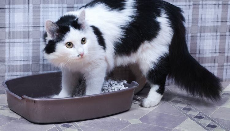 Protéines dans l'urine d'un chat