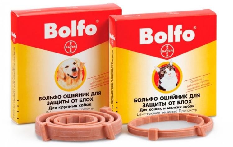 Collier Bolfo pour chiens