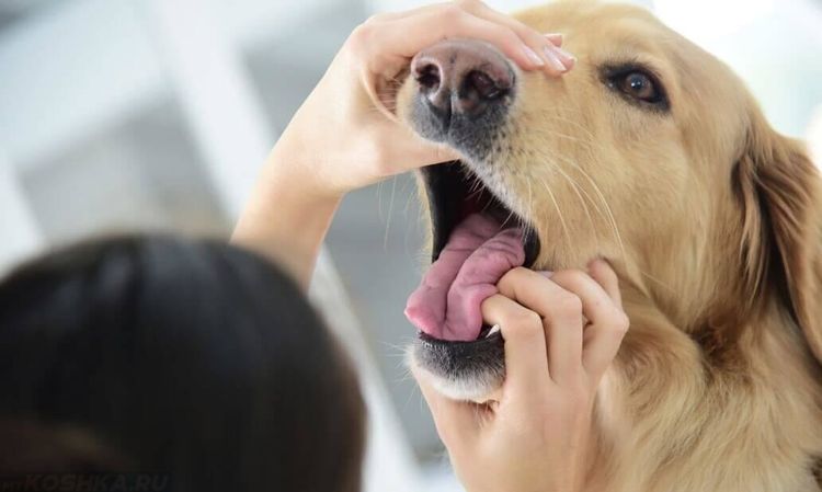 Examen de la cavité buccale d'un chien