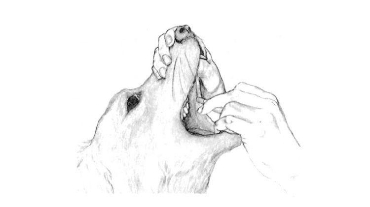 Comment donner un comprimé à un chien