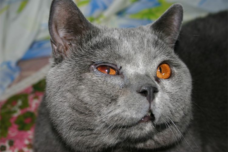 Inflammation oculaire chez un chat britannique