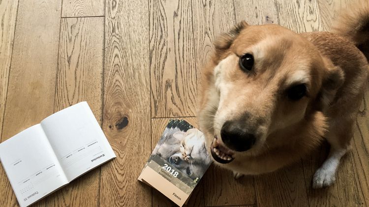 Aliments pour chiens Fitmin