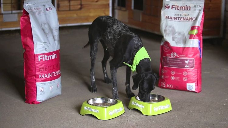 Le chien mange des croquettes Fitmin.