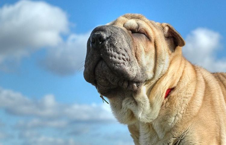 Shar Pei