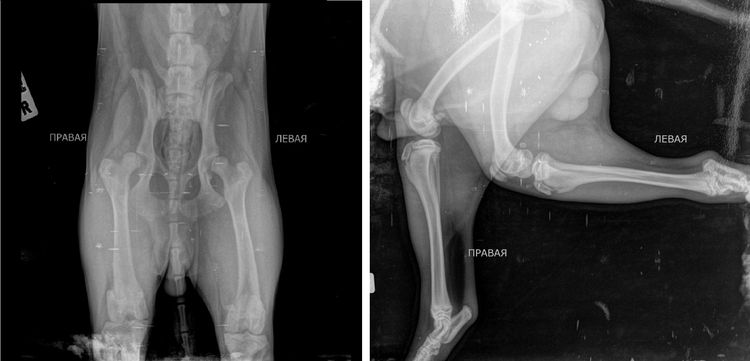 Chiens atteints de dyskinésie