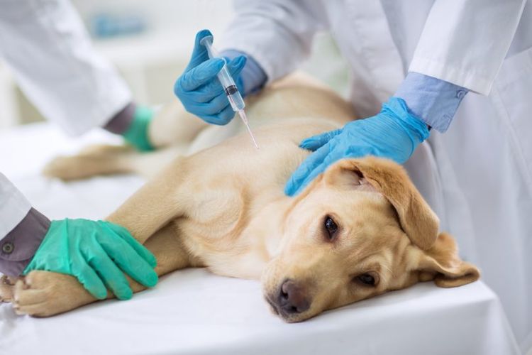 Labrador dans une clinique vétérinaire