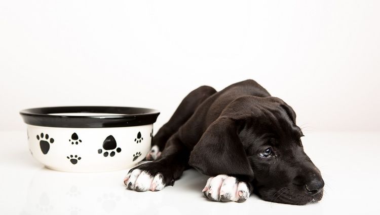 Le chien ne mange pas