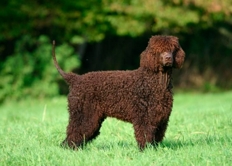 toilettage d'exposition pour épagneuls d'eau irlandais