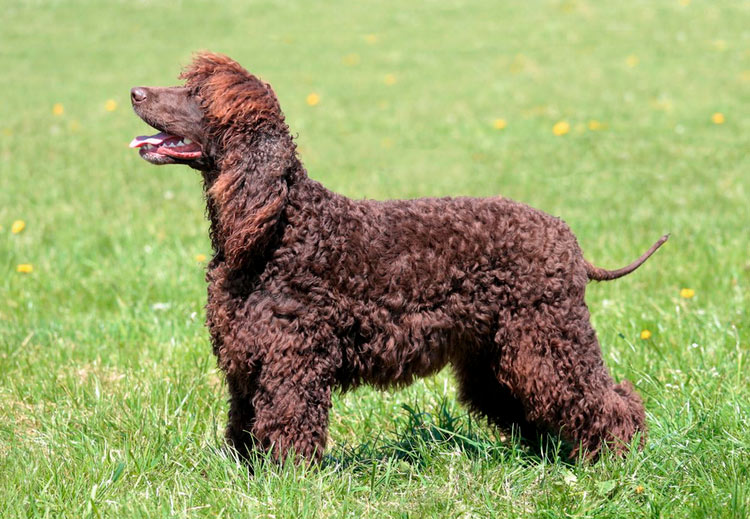 Standard de l'Épagneul d'eau irlandais