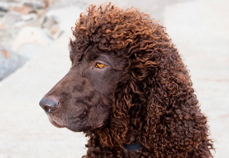photo d'un épagneul d'eau irlandais