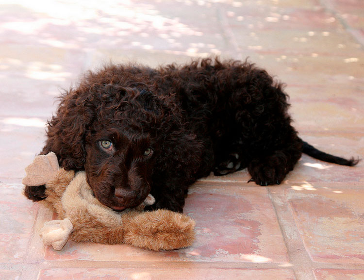Combien coûte un épagneul d'eau irlandais ?