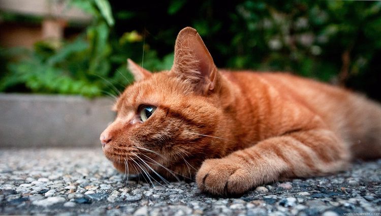 Le chat roux est couché