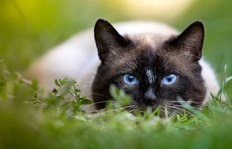 Un chat aux yeux bleus