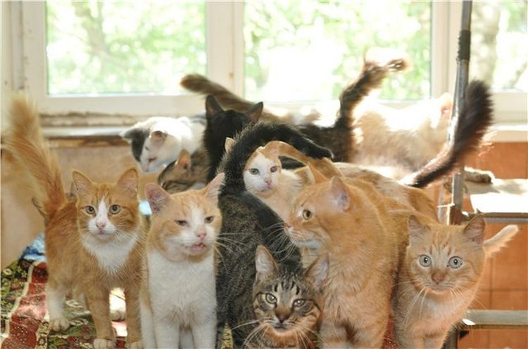 Amour excessif pour les chats