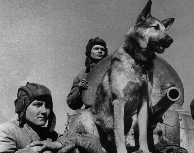 Chiens saboteurs pendant la Grande Guerre patriotique