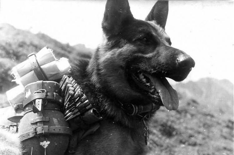 Un chien de démolition pendant la Seconde Guerre mondiale