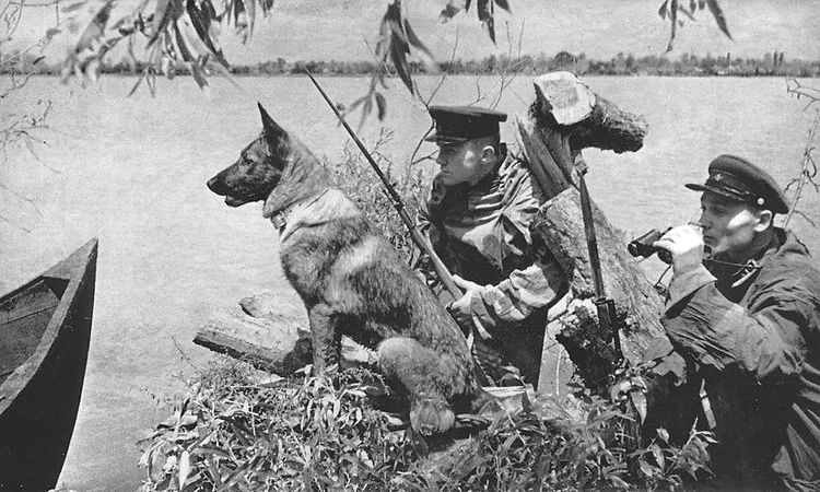 Un chien sapeur pendant la Grande Guerre patriotique